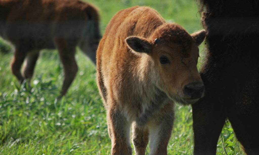 a baby bison