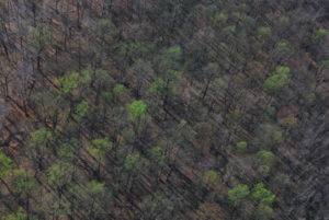Aerial view of forest canopy