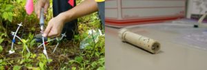 Left: Two hands holding a tube in the forest soil. Right: A PVC pipe on a lab floor.