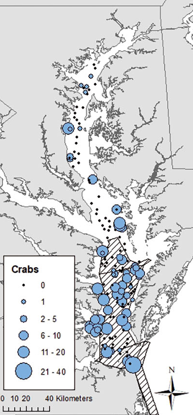 Grey and white map of Chesapeake Bay and summer spawning sanctuary