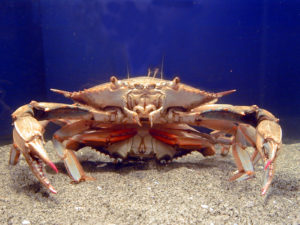 Male blue crab on top of an upside-down female crab