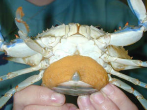 Blue crab with orange sponge on abdomen
