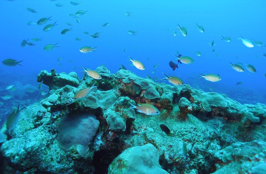 School of beige and blue fish swimming over a reef