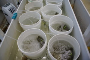 Two rows of white buckets with square panels inside and bubbling water.