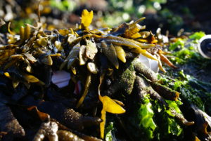 Yellow-brown strands of seaweed on a rock, with a white sensor almost hidden beneath