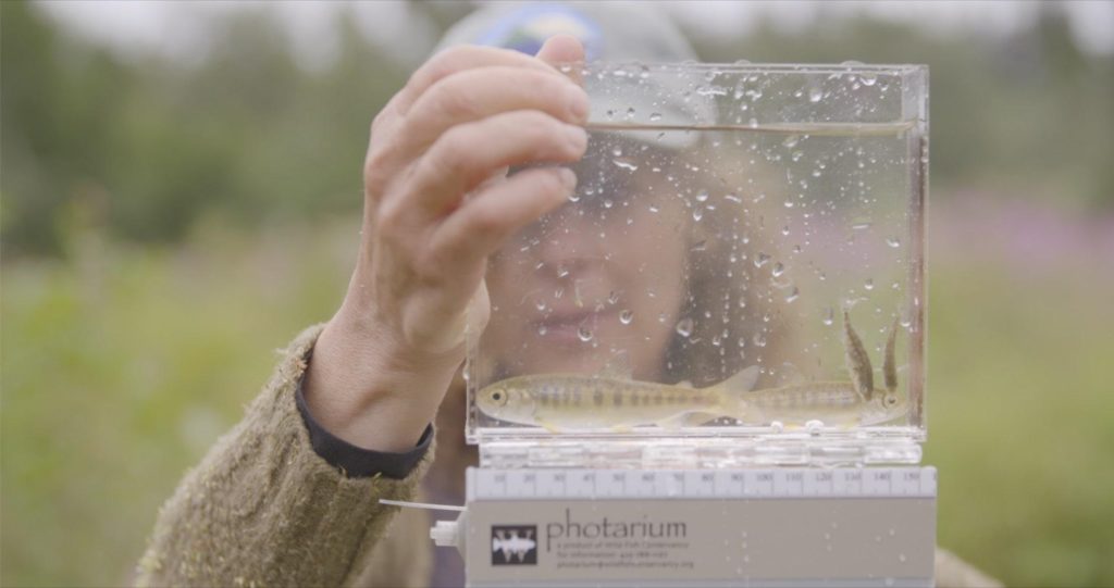 Close up of clear container filled with water and four salmon inside. Woman's face visible behind container.