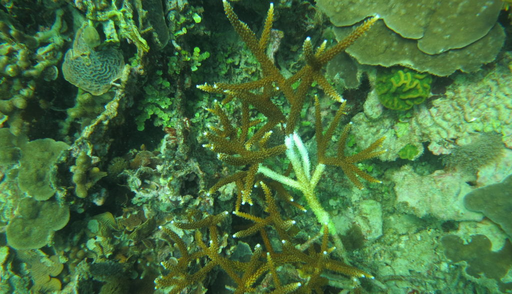 Patch of mostly brown branching corals underwater, with one infected yellow and white coral