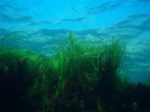 Under water photo of lush green seagrasses with blue water above