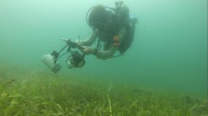 Diver swimming over seagrass with clipboard and surveying equipment