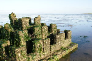 Stacked blocks of oyster shell, concrete and other material jutting out in the ocean as part of a living shoreline, draped in green algae