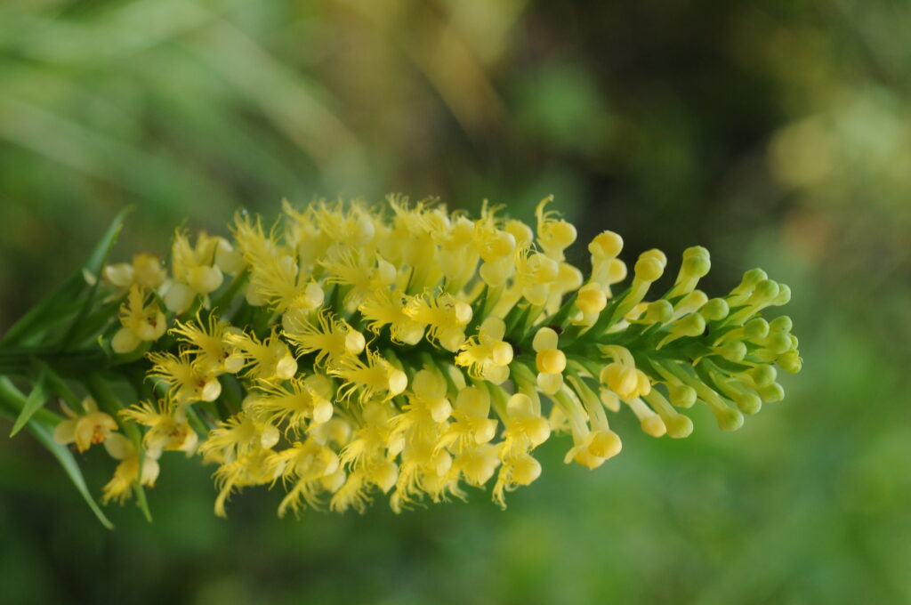 Yellow orchid with dozens of tiny flowers along its stem