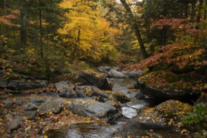 Creek flowing over black stones, surrounded by autumn forest foliage