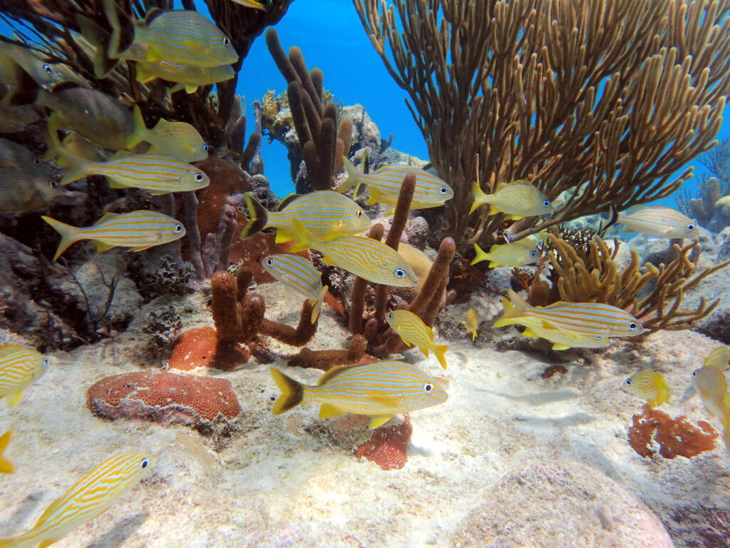 Yellow fish swim around sandy reef