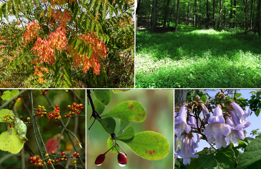 Five photos of invasive plants with colorful leaves, thick grasses, berries or flowers.