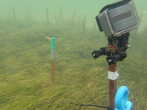 Gray underwater camera on brown stake focuses on squid pop in seagrass bed.
