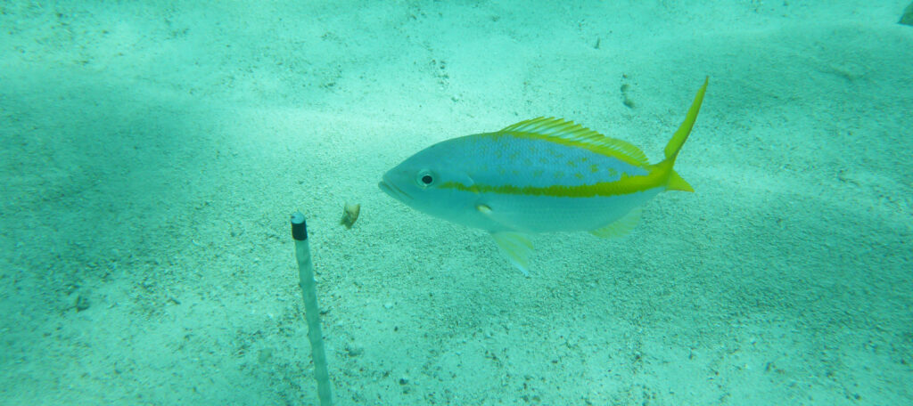 Blue and yellow fish approaching stick in sandy, turquoise water