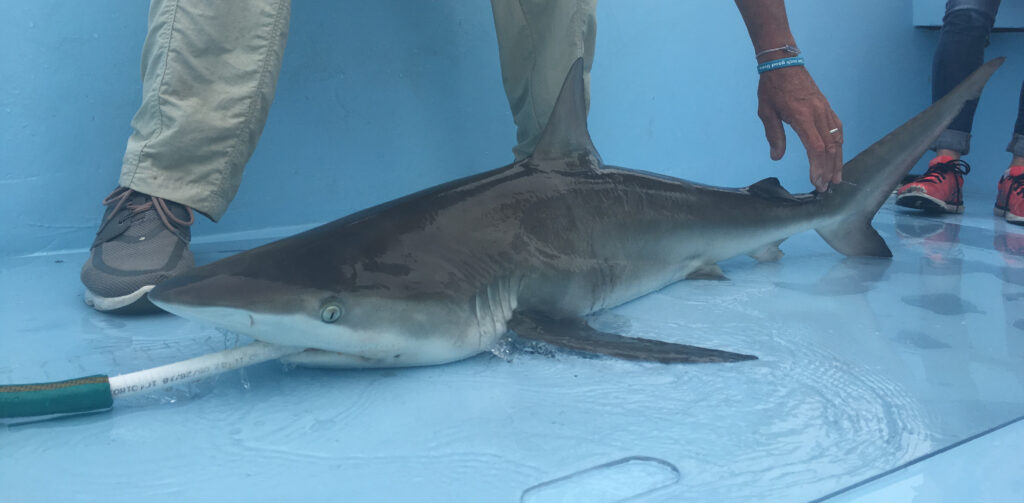 Gray shark on deck with hose in its mouth