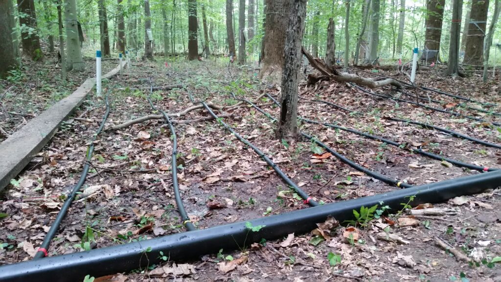 Narrow black pipes running across a forest
