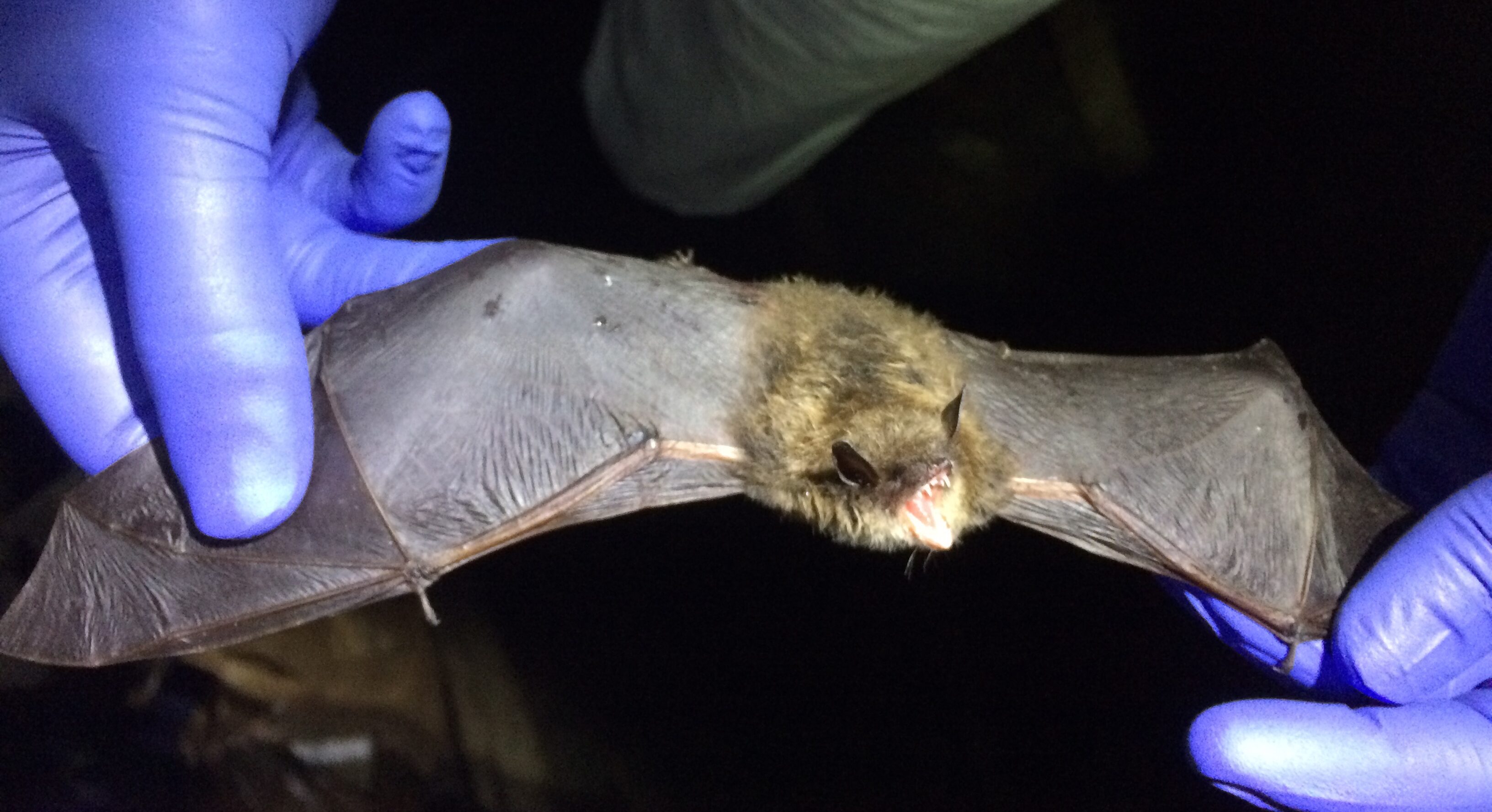 Two hands with purple gloves hold one of the New York brown bats with wings outstretched