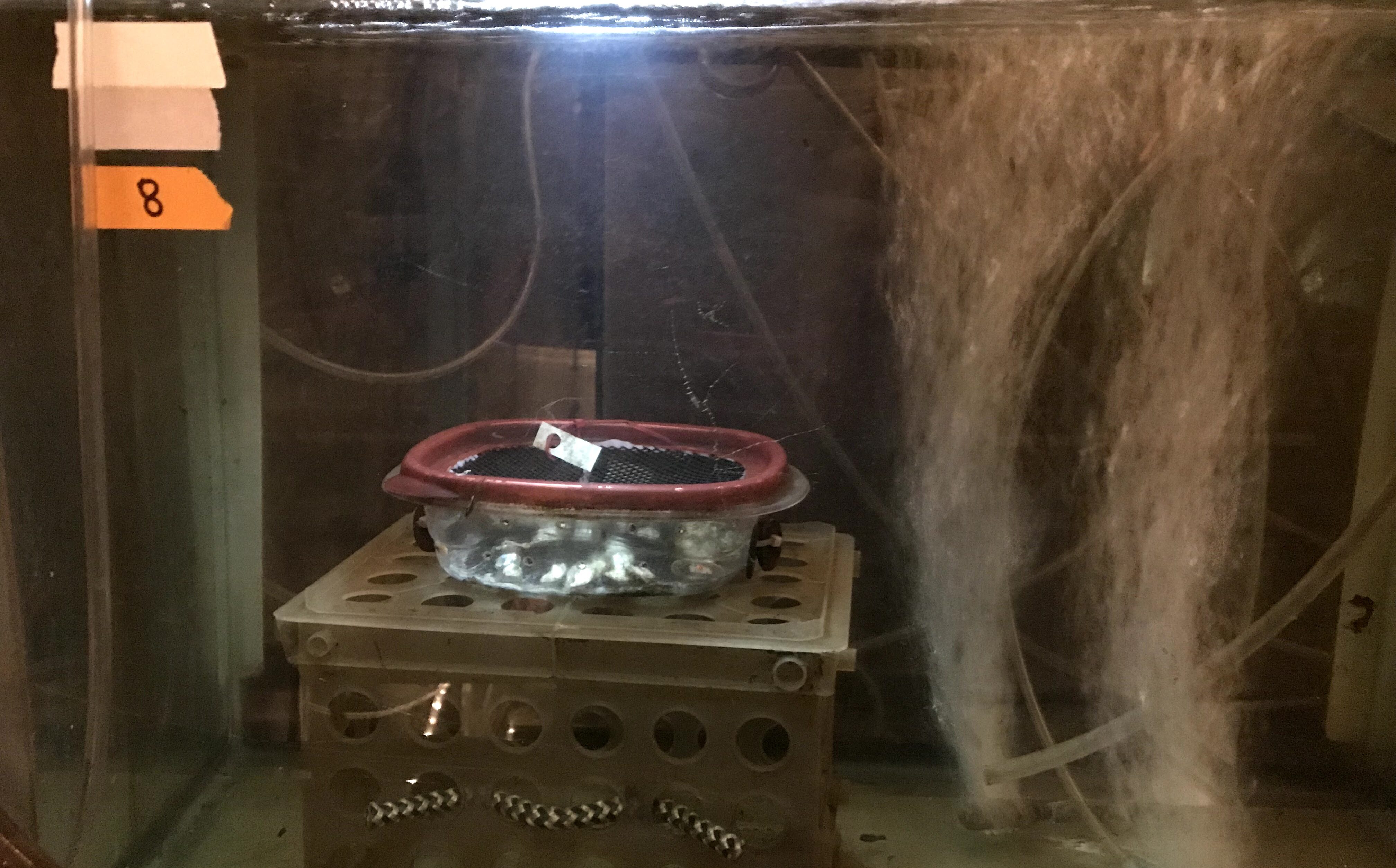 Aquarium with clear container of oysters on a metal crate, and two streams of bubbles in the corner