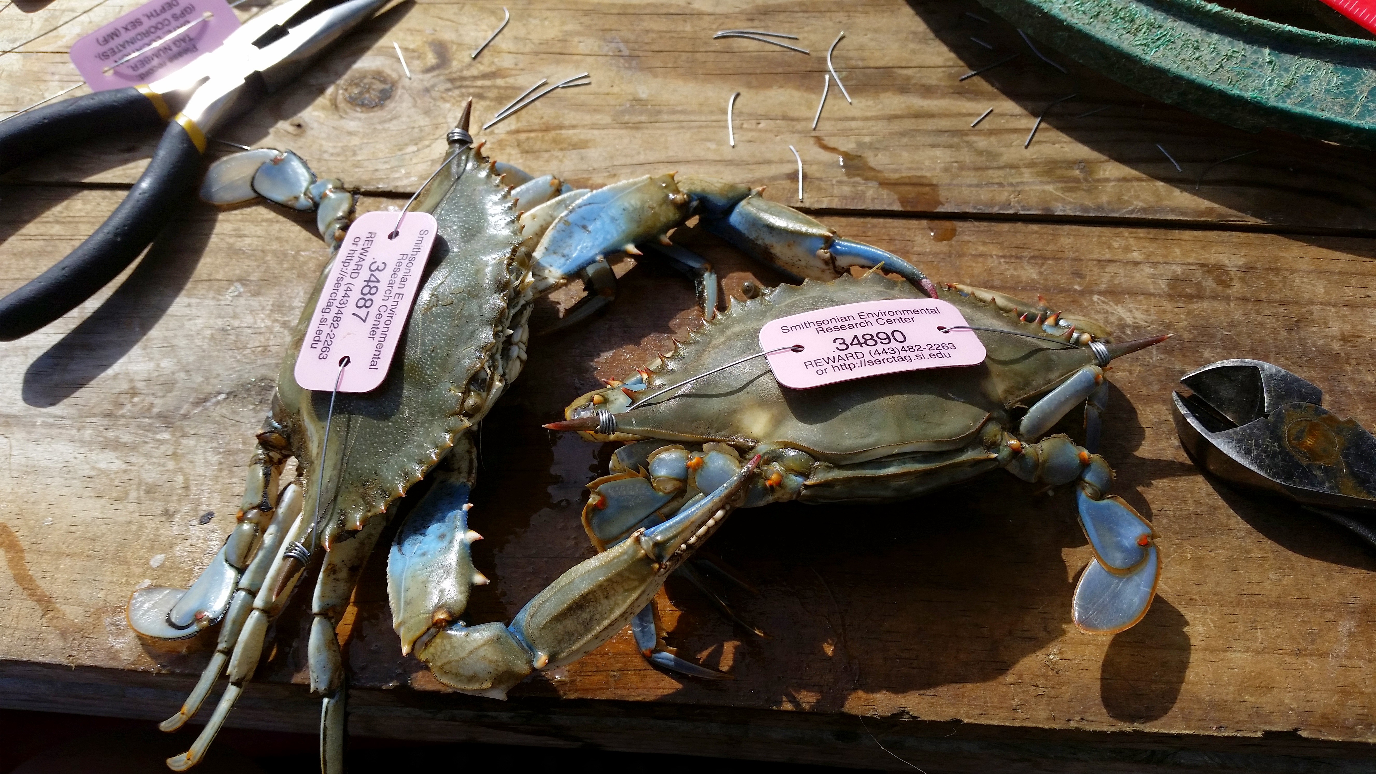 Two blue crabs with pink tags on a wooden table
