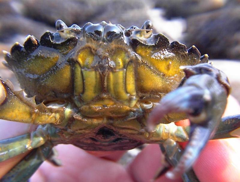 Green crab with part of belly and pincers showing