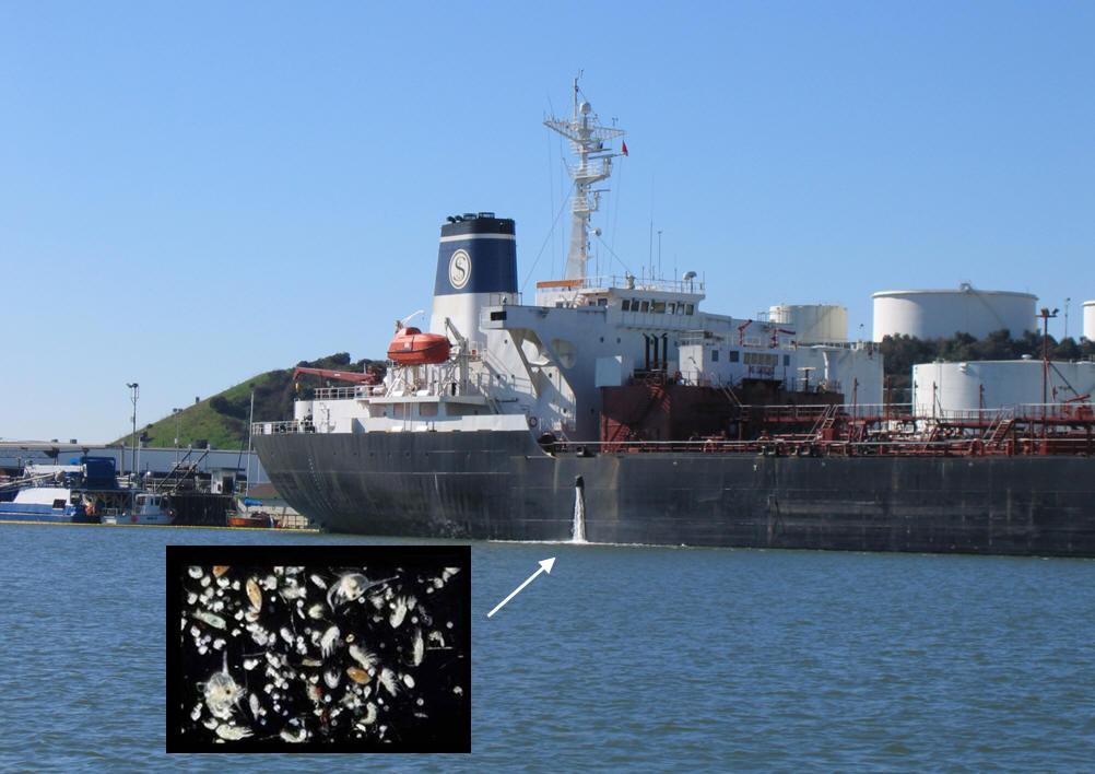 A cargo ship releasing a stream of ballast water from its side. Inset photo: Sample of microscopic organisms that can live inside ship's ballast water.