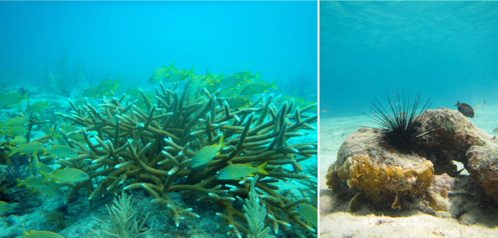 Left: Brown, white-tipped coral reef, with yellow fish swimming around it. Right: Black sea urchin on a rock, with a black fish swimming nearby.