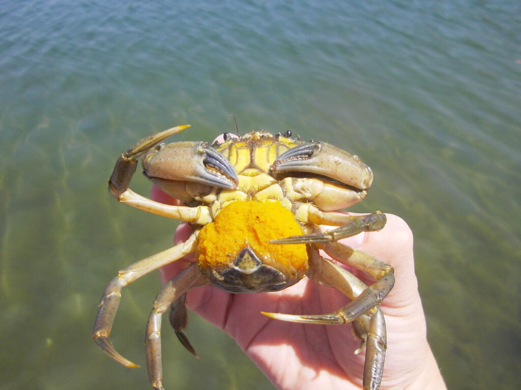 A hand holds up a green crab with a yellow-orange egg sponge on its belly