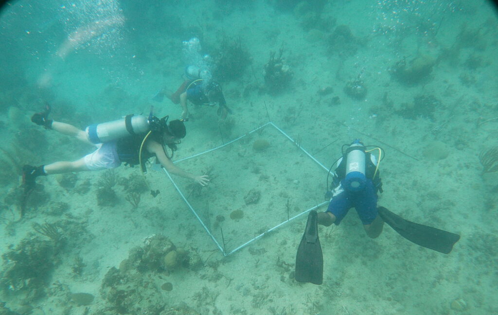 Overhead view of three underwater researchers placing a square plot on the seafloor with coral reefs