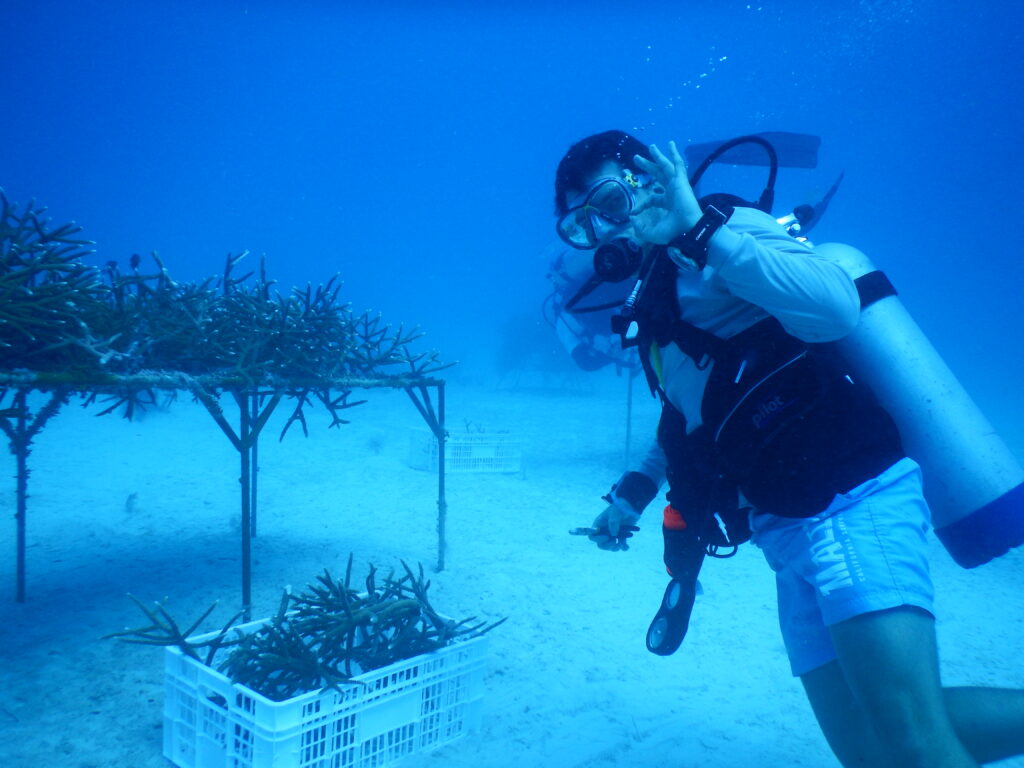 Man in diving gear underwater, with corals in a basket and on an upraised plot