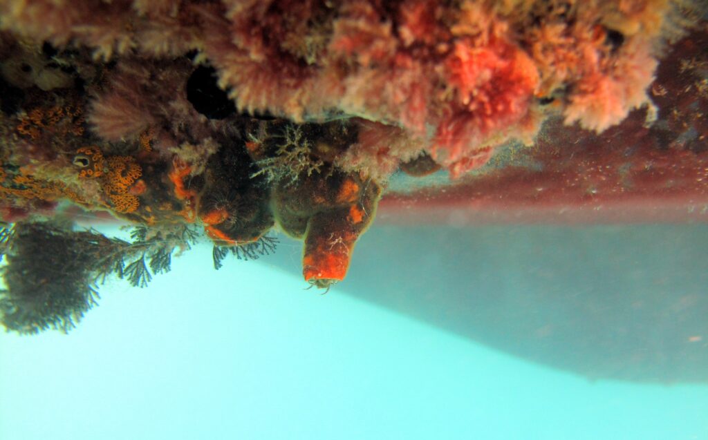 Underwater photo of a ship hull, with orange and pink biofoulers clinging to it