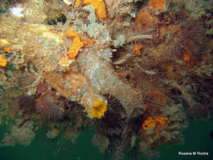 Orange and white bottle-shaped tunicates blossom on an underwater panel