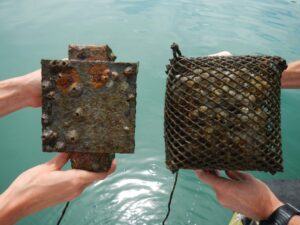 Two square panels, each held over the water by a pair of hands. One has just a few tubular organisms on it; the other, surrounded by mesh, is almost completely covered with organisms.
