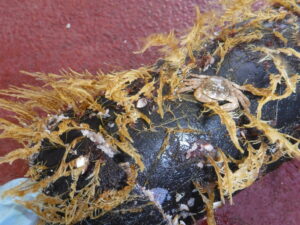 Closeup of black cylinder coated in yellow, thread-like hydroids, tiny barnacles and a single light-brown crab