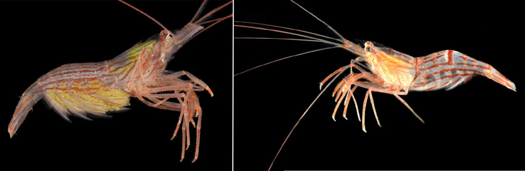 Side-by-side photos of two peppermint shrimp against a black background. One has red stripes running only lengthwise down its body, and one has perpendicular red stripes.