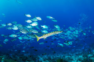 Underwater photo of reef biodiversity, showing a long, yellow and brown fish surrounded by a school of smaller, silver fish swimming above a reef