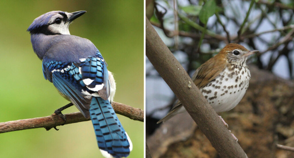 Two side-by-side photos. Left: A blue jay perched on a branch.  The iridescent blue colors and black stripes on its tail and wings stand out against the green background. Right: A wood thrush with a brown back and head a white breast speckled with brown dots, perched on a branch.