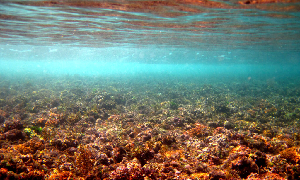 Underwater photos of a reef in aquamarine water. The orange and gold in the reef is reflected at the water's surface.