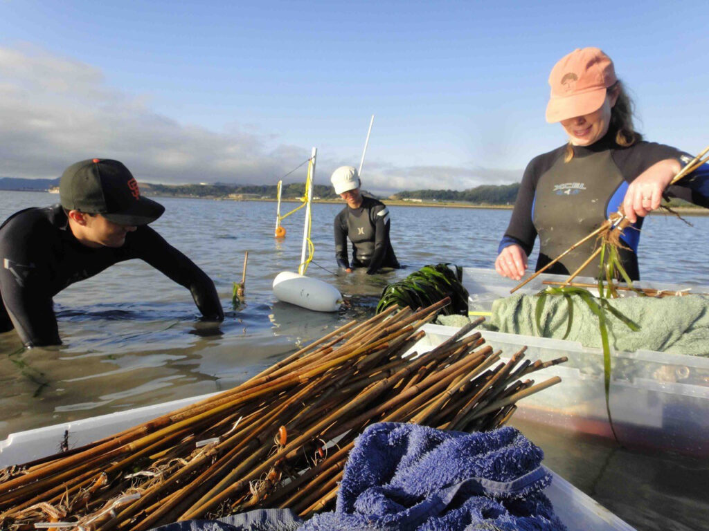 A scientist in a wet suit and a pale orange cap holds strands of eelgrass in her left hand above a plastic crate. Two other scientists in wet suits and caps kneel in the water nearby.