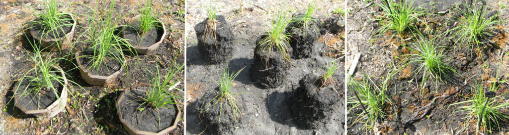 Three side-by-side photos, showing sedges in small, 10-sided pots, sedges in cylindrical dirt mounds, and sedges planted on flat ground.