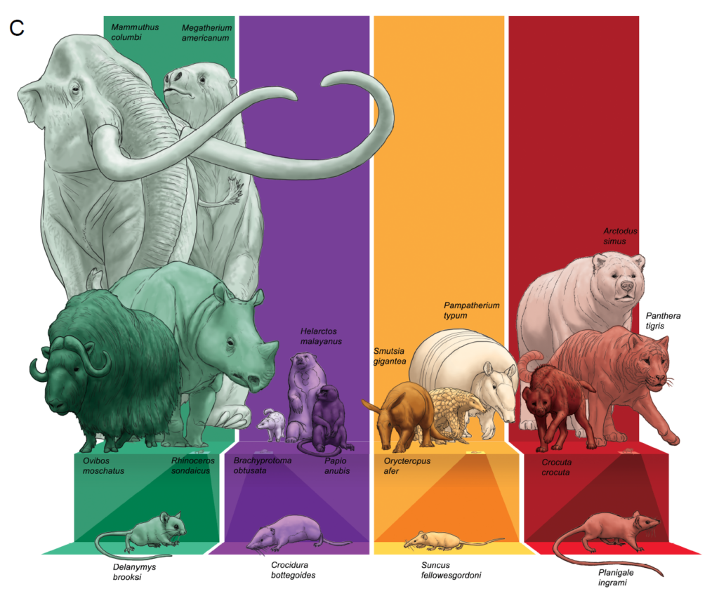 Illustration with four bars (green for herbivores, purple for omnivores, yellow for invertivores and red for carnivores). Each bar includes illustrations of animals in its category, showing how their sizes compare.