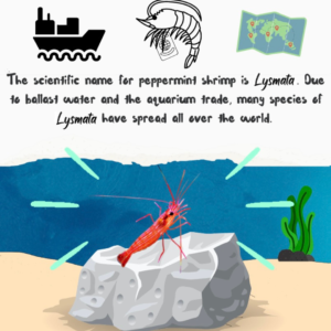 Infographic, with illustration of a peppermint shrimp underwater on a rock. Smaller illustrations on top show a ship, a map and a peppermint shrimp with a passport illustrating how they have traveled around the world.