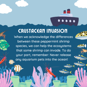 Infographic describing "Crustacean Invasion," with an advisory not to release aquarium pets into the ocean. Cartoon-like illustrations show various species of shrimp and fish, with corals and anemones at the bottom.