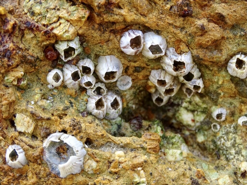 A cluster of circular white barnacles with purple stripes attached to a rocky, light brown surface.