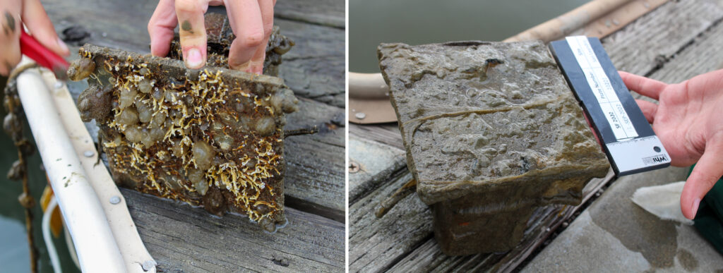 Two side-by-side photos of square plates on a dock. The left photo shows a plate covered in yellow and brown, branching marine life. The right plate has mostly brown and gray mud.