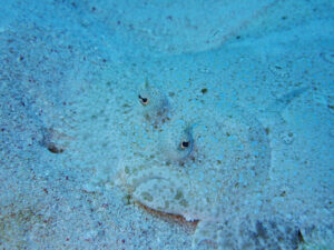 White outline of a fish with two eye stalks, barely visible against a similar white seafloor of sand and pebbles