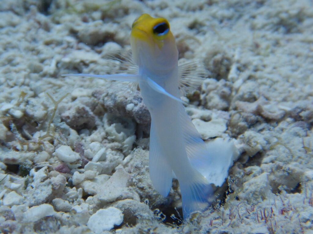 A small white fish with a yellow head floats vertically above a sand and pebble-covered ocean floor.