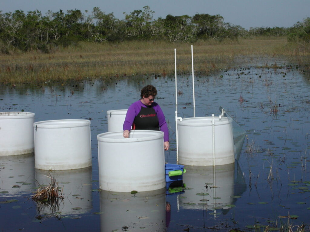 Scientist in a purple and black wet suit wades through marshy water, surrounded by large white vats.