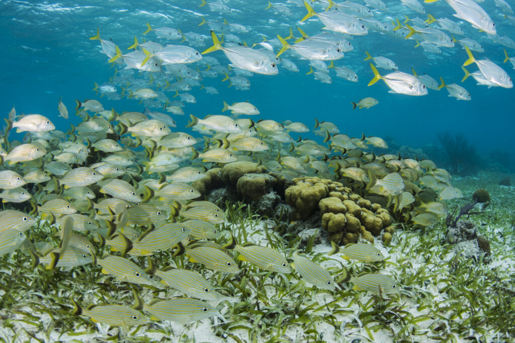 Silver fish with yellow tailfins swim above a reef in a marine protected area, with a school of yellow-striped fish swimming beneath them